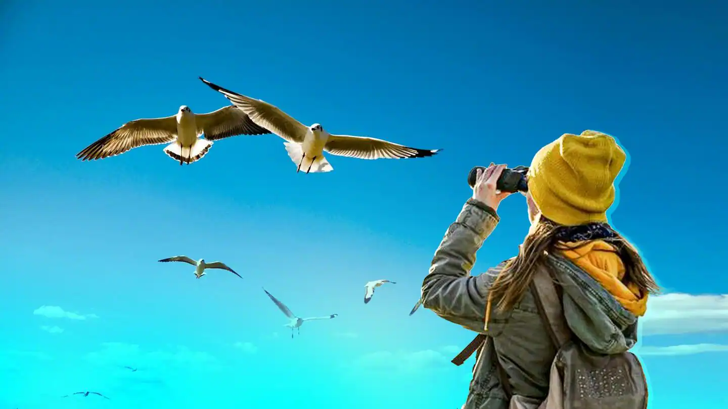 Bird Watching